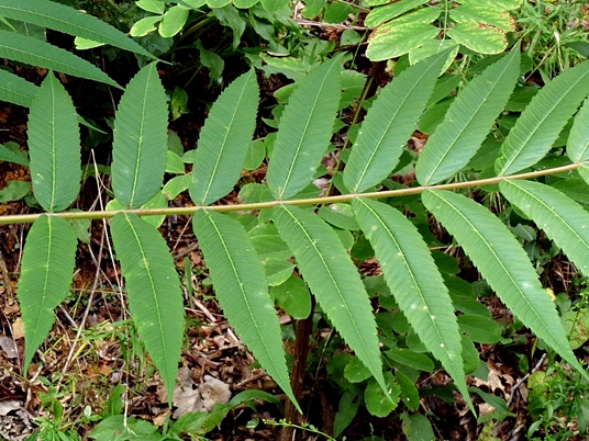{Rhus typhina}